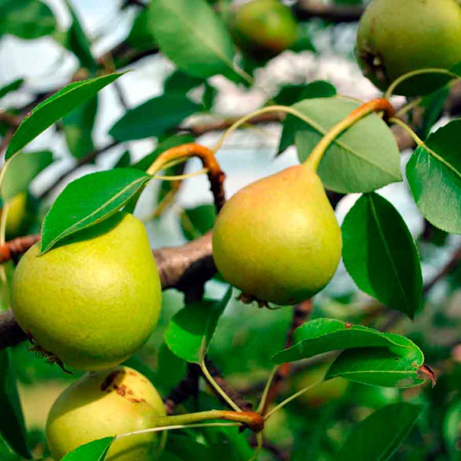 Aceite argán árbol