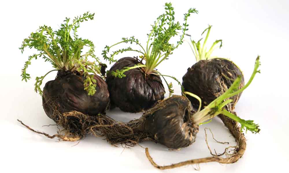 maca negra energía